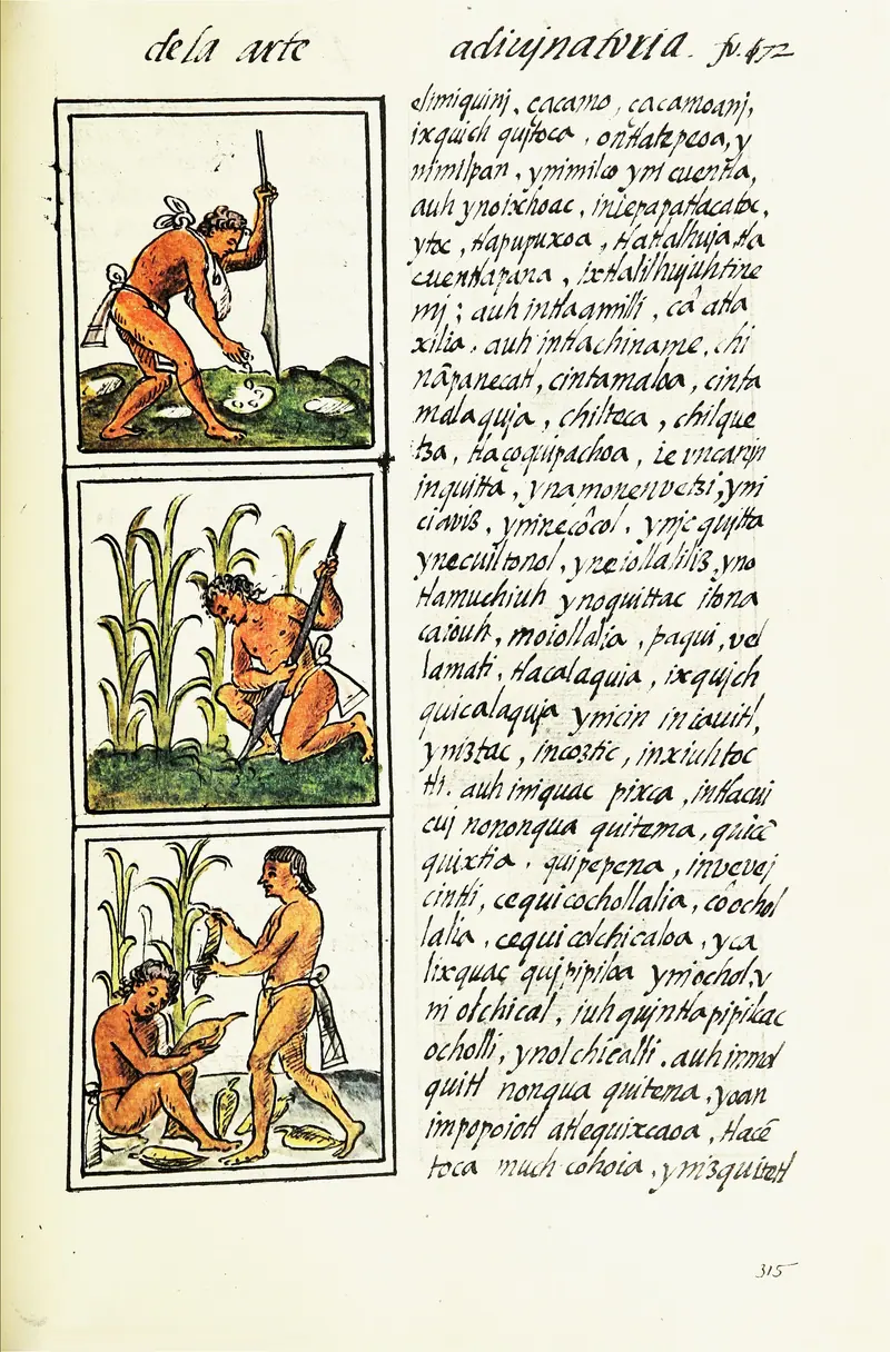 Florentine Codex illustrations by Unknown (Nahua artist-scribes of the Florentine Codex)